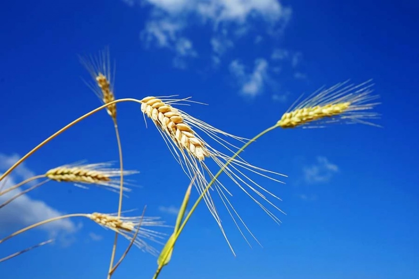 Зеленский заявил, что Украине нужен зерновой коридор для финансирования ВСУ