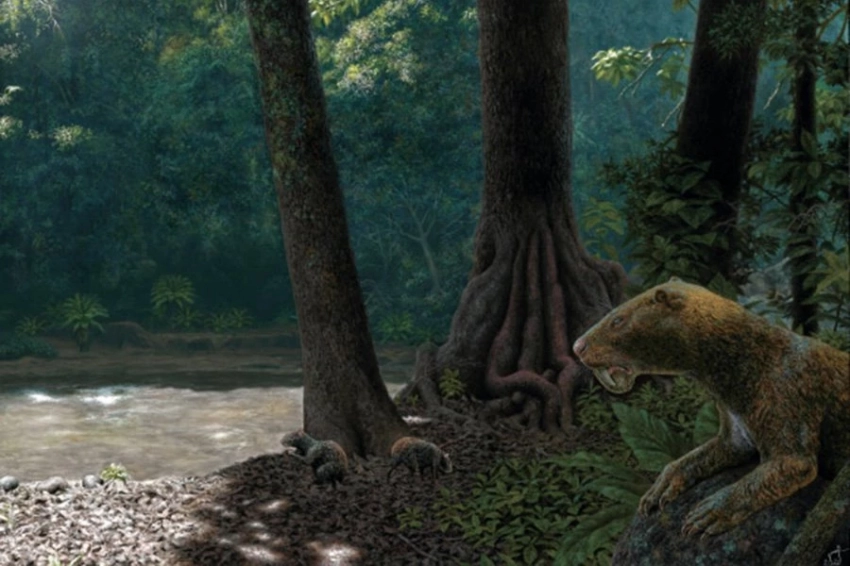 Исключительное ископаемое родственника саблезубого сумчатого найдено в Колумбии