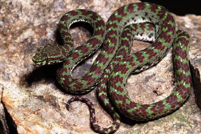 Биологи открыли новый вид ядовитых змей в пещерах южного Таиланда