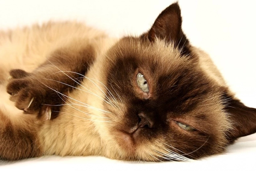 Кошки достигли вершины своей эволюции, утверждают биологи-эволюционисты