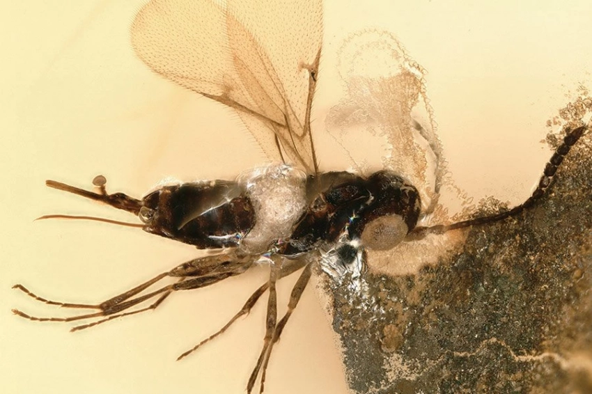 Древнейшее семейство драгоценных ос обнаружено в меловом янтаре из Ливана