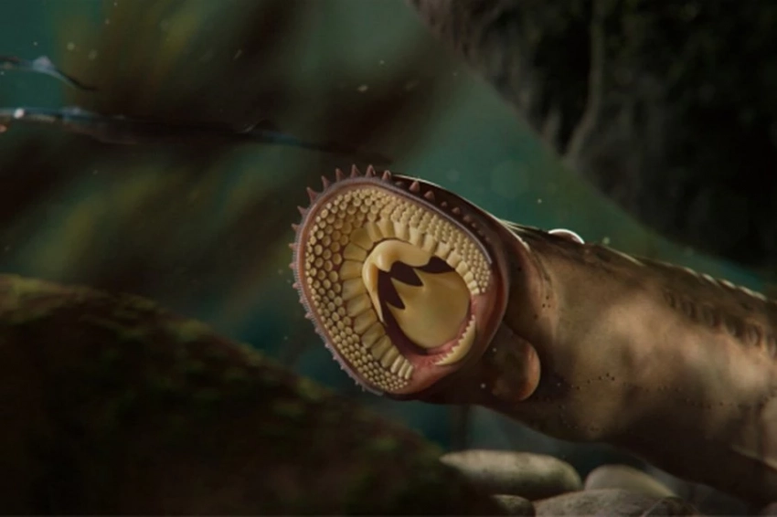 Обнаружен абсолютно массивный вид юрской миноги