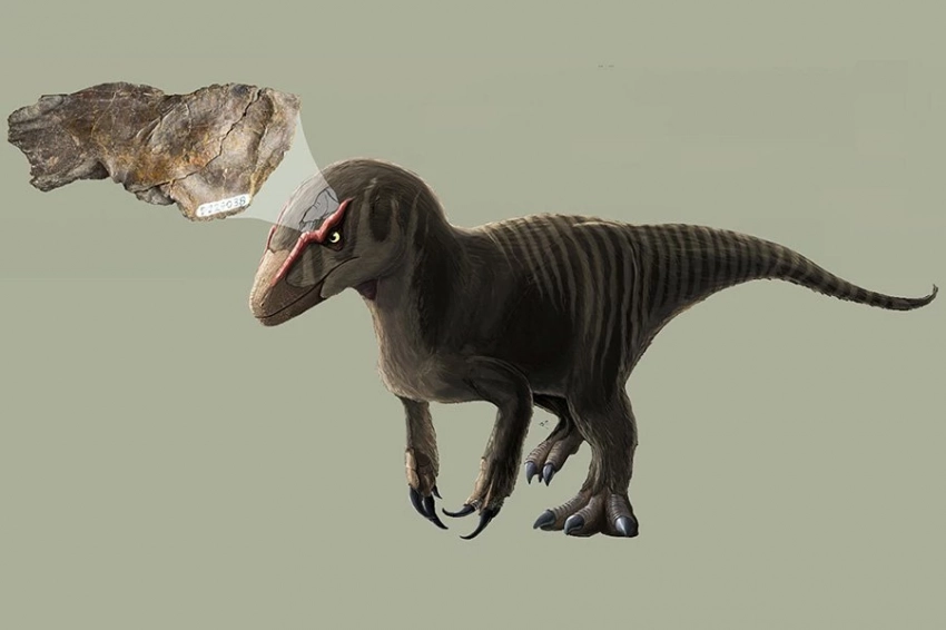 Палеонтологи нашли окаменелость раннего динозавра-мегарапторида в Австралии