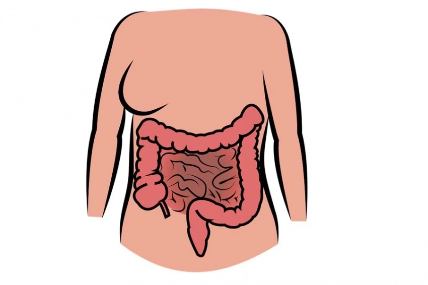 Nature Metabolism: ученые из Испании признали витамин В12 ключевым для регенерации тканей
