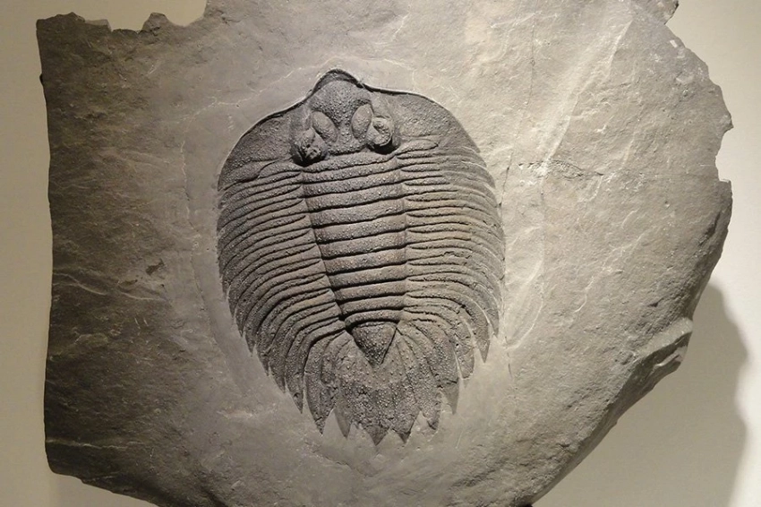 Трилобиты из тайского заповедника помогают раскрыть карту древнего мира