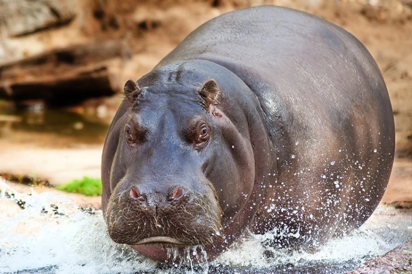 Современные бегемоты расселились по Европе в среднем плейстоцене