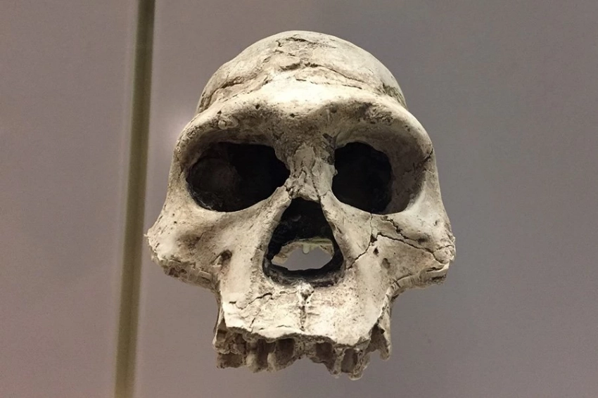 CB: ферментированные продукты могли стимулировать рост человеческого мозга