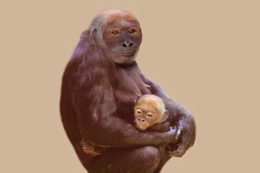 Ученые реконструировали облик человекообразной обезьяны возрастом 12 миллионов лет