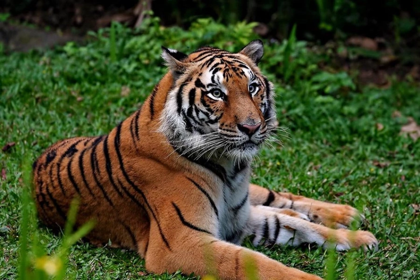 Сравнительное геномное исследование проливает новый свет на эволюцию кошек