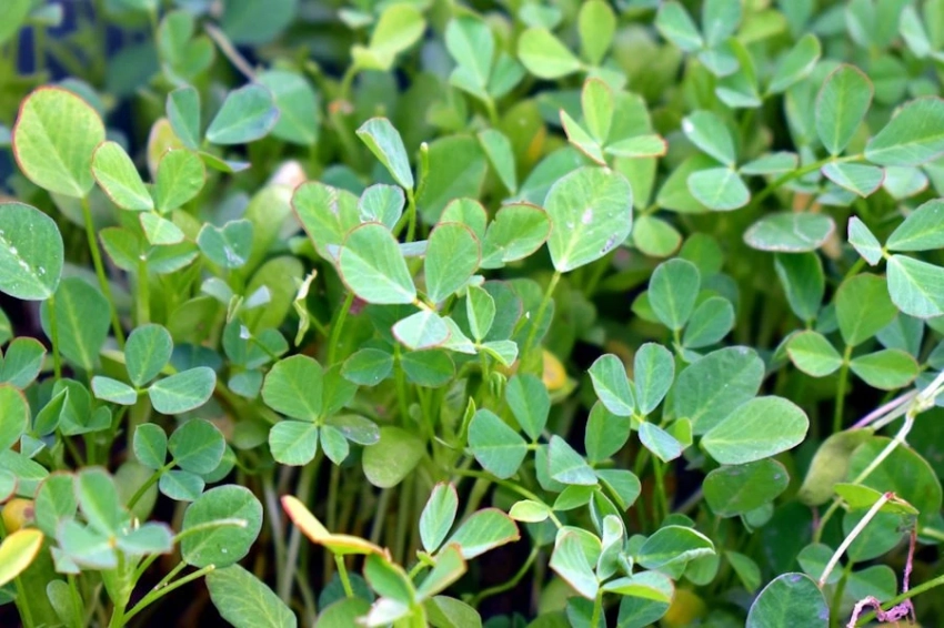 Учёные Ирана нашли специю, снижающую уровень холестерина и жиров