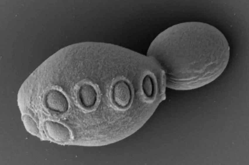 Ученые создали штамм дрожжей с 50% искусственной ДНК