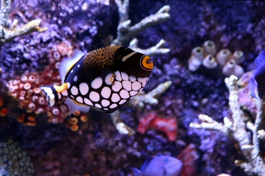 Ученые объяснили, откуда у животных появляются полосы и пятна