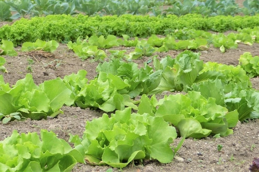 В Самаре разрабатывают систему «свой-чужой» для сельского хозяйства