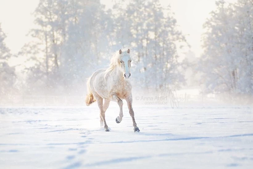 Насыщенная и непростая: восточный гороскоп на неделю с 27 января по 2 февраля 2025 года