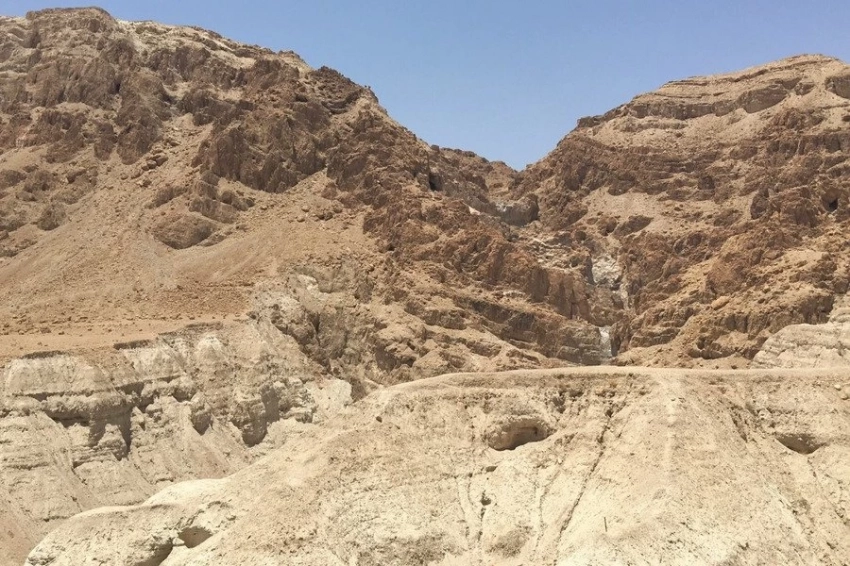 Ученые оживили библейское растение, вырастив из семени возрастом 1000 лет