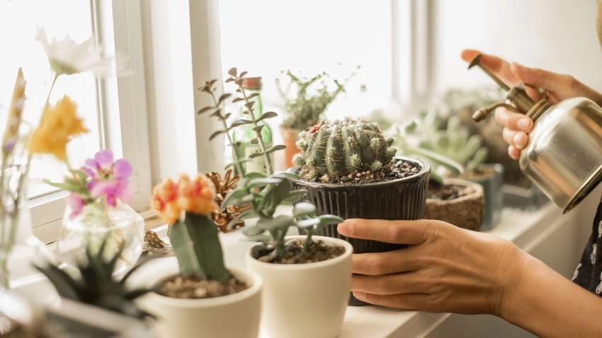 Защитник или источник неприятностей: почему нельзя держать дома кактусы