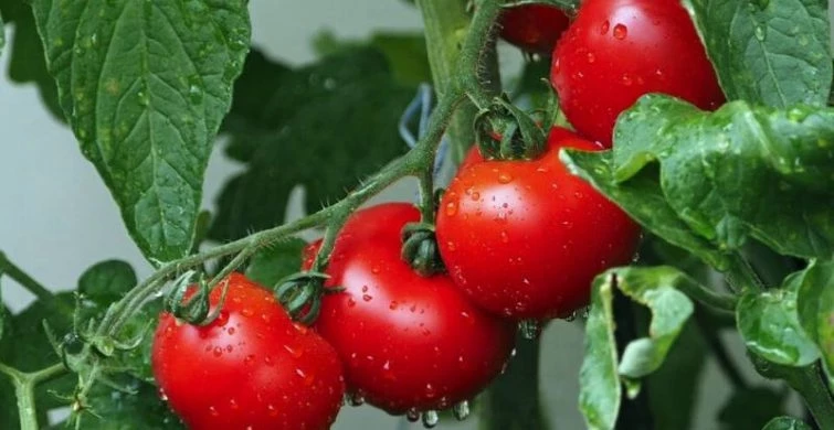 Стена из томатов: низкорослый куст, усыпанный мясистыми плодами помидорок