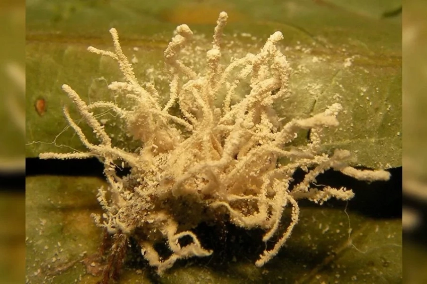 В старом замке обнаружены пауки-«зомби», зараженные невиданным ранее грибком