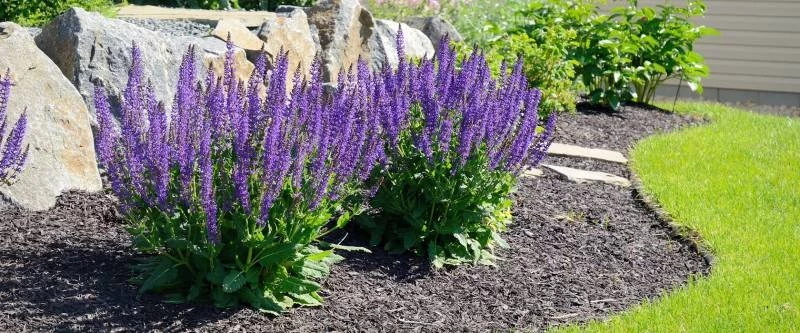 Шалфей: что за трава, какая от нее польза и вред