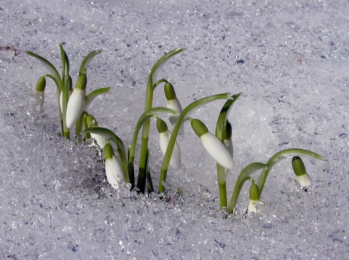 Традиции и обряды праздника День Герасима-грачевника 17 марта 2025 года расскажут, что нельзя делать