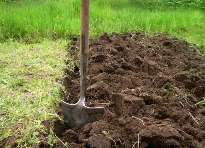 Советы по посадке картофеля в 2025 году: как спасти его от заморозков