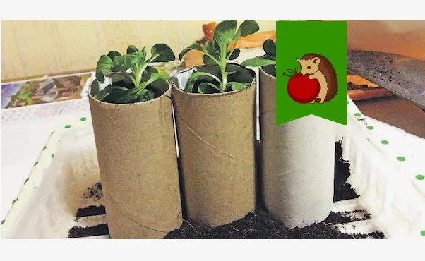 Чем заменить дорогие торфяные стаканчики для рассады