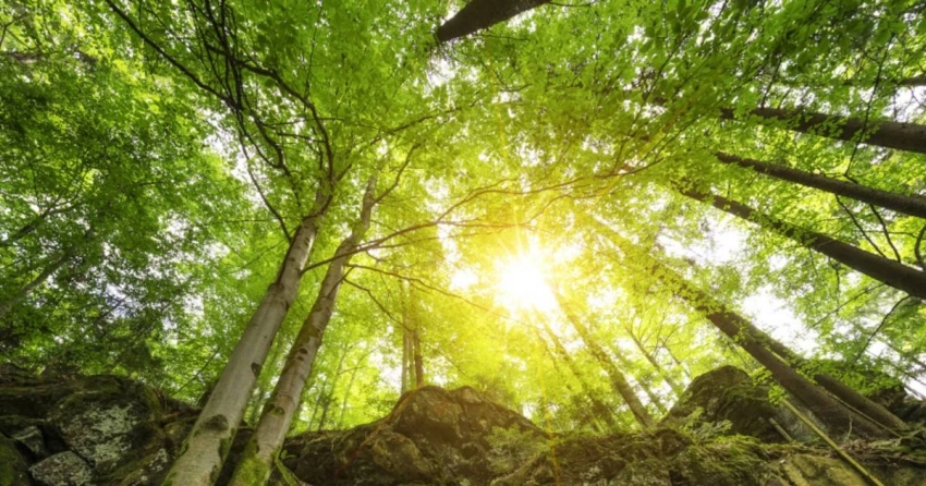 Приметы и поверья на 28 марта 2025 года подскажут, зачем в этот день нужно идти в лес