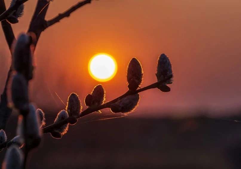 День Василия Теплого 4 апреля 2025 года: как проводить ритуалы, загадывать желания и гадать на солнце