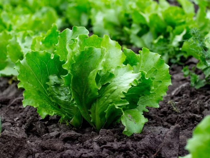 Рекомендации для садоводов и огородников на апрель 2025 года: благоприятные дни по лунному календарю