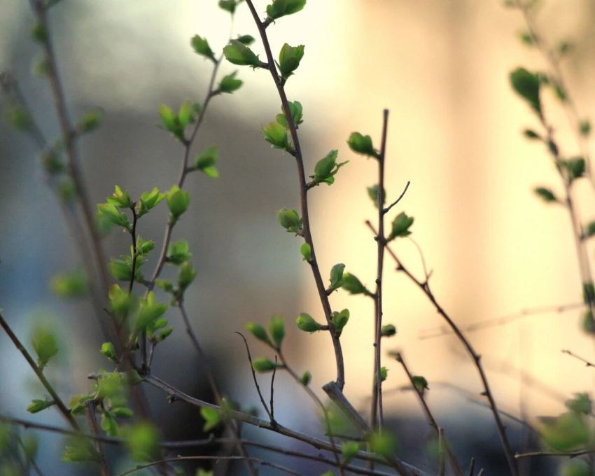 Приметы и поверья на 5 апреля 2025 года расскажут, какой будет погода летом