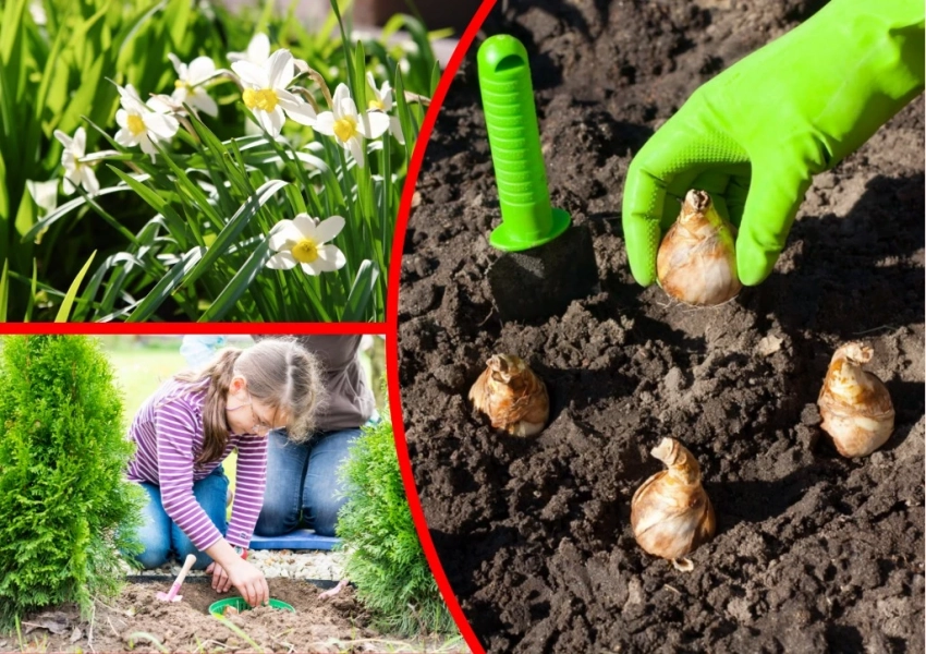 Чтобы прижились и красиво цвели: в каком месяце лучше всего сажать нарциссы