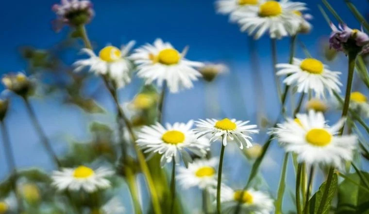 Народно-церковный праздник, отмечаемый 25 мая, богат приметами и традициями