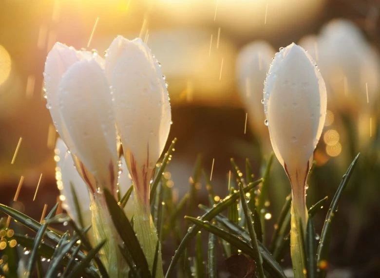 Приметы и поверья 30 мая 2025 года, в день Евдокии Свистуньи