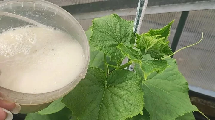 Приготовите за пару часов на кухне: простое удобрение для домашних огурцов в первых числах июня