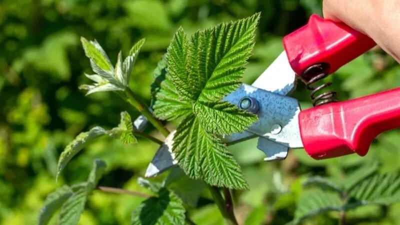 Три «золотых» правила летней обрезки малины, винограда и розы