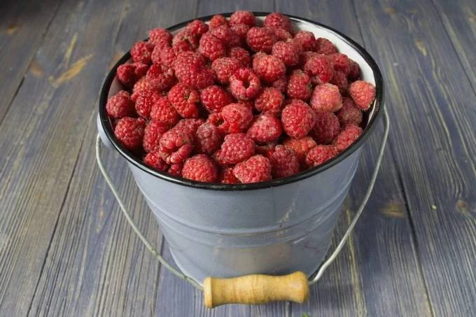 Как собрать ведро малины с куста: 9 лайфхаков для увеличения урожая