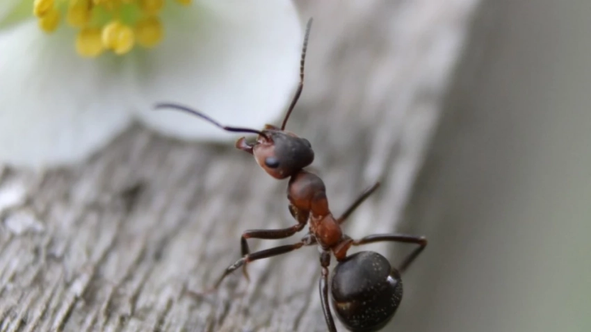 Безопасные и дешевые средства, которые помогут избавиться от муравьев