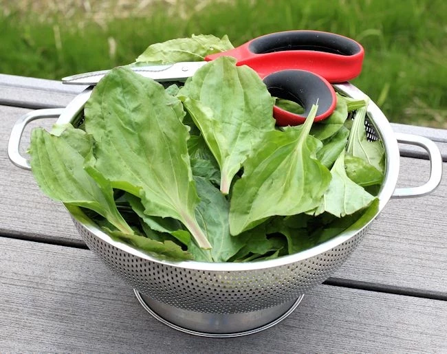 9 сорняков на вашей даче, которые можно есть, и с пользой для здоровья