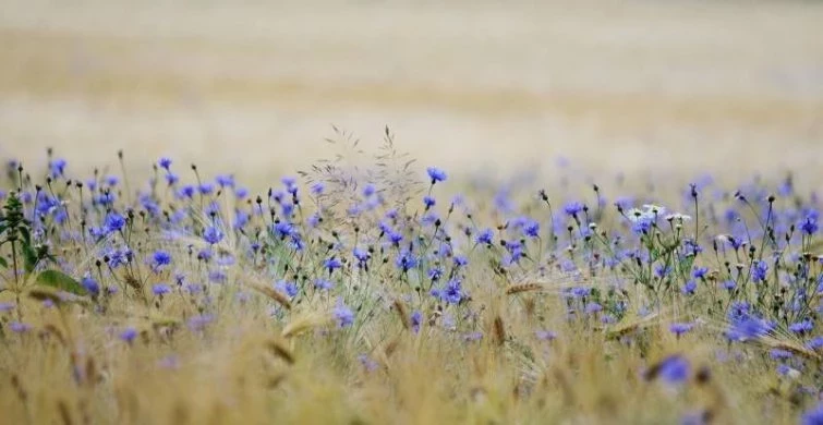 Что можно и нельзя делать по приметам в народно-христианский праздник 25 июля 2025 года