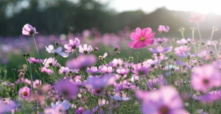 Евдокимов день 13 августа 2025 года, славится вековыми приметами, традициями и поверьями