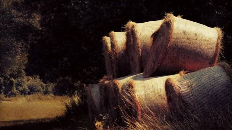 Православные отметят праздник Степана Сеновала 15 августа