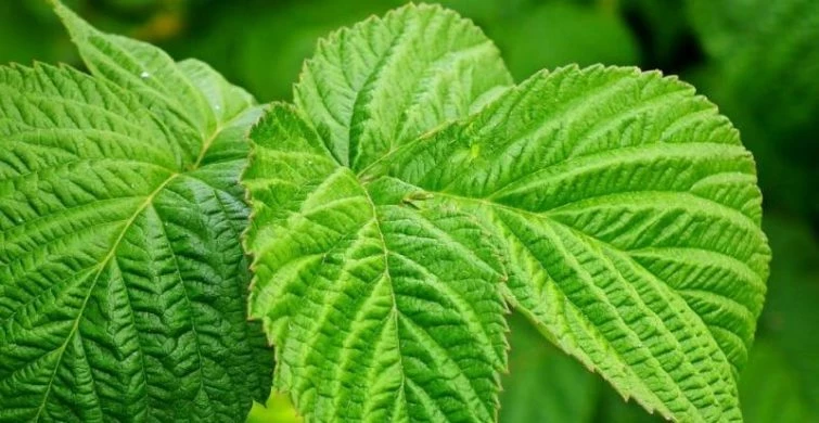 Полезный малиновый чай: когда собирать листья и как это делать, чтобы получить максимальную пользу