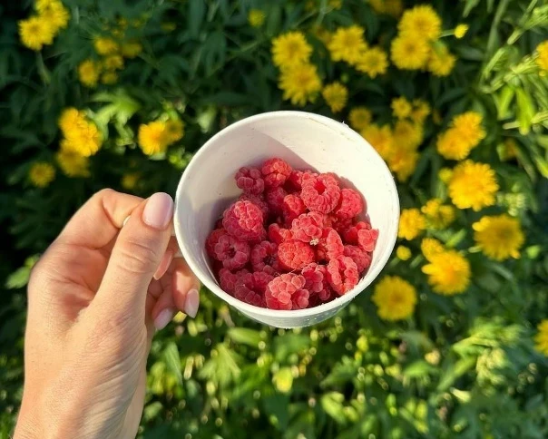 Приметы и поверья 17 августа 2025 года связаны с празднованием Дня Авдотьи Малиновки