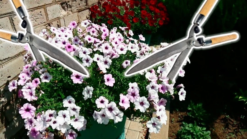 Петунии вянут и теряют форму: как «реанимировать» их одной процедурой