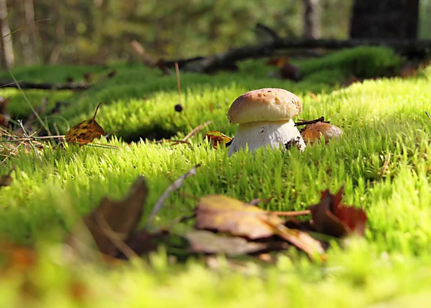 Приметы и поверья на 8 августа 2025 связаны с днем Ермолая