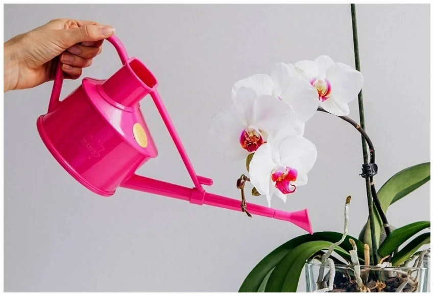 Правильный подход: 5 приемов, которые работают, когда орхидея не хочет цвести