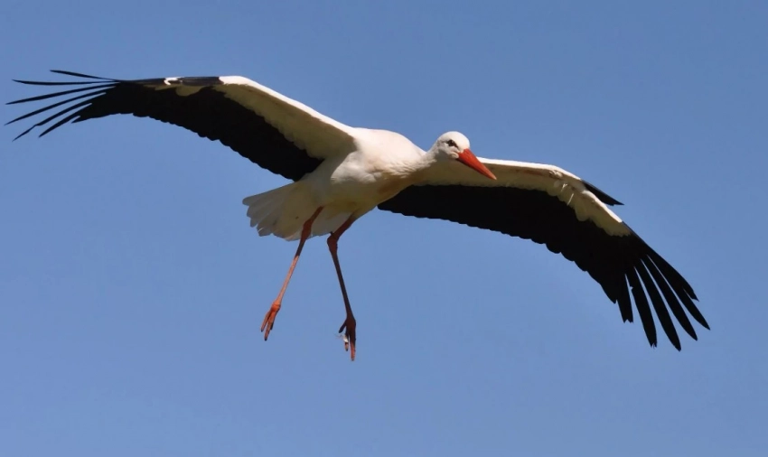 День Марины-Пимены 20 августа 2025 года: интересные традиции и приметы