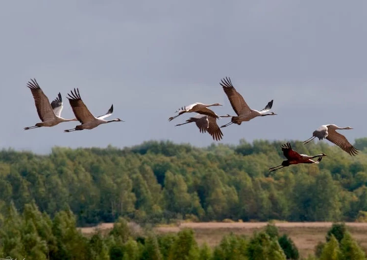 Приметы, традиции и запреты на Самойлов день, 2 сентября 2025 года