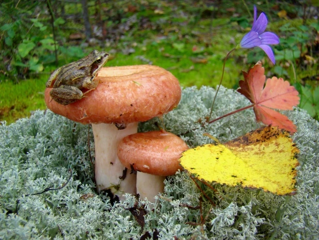 Приметы и поверья на 7 сентября 2025 года: почему в этот день нельзя брать детей в лес