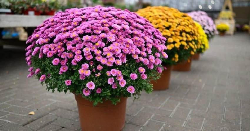 Лучший способ вырастить целую клумбу из одного куста шаровидных хризантем